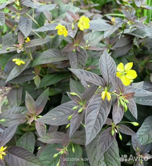 Многолетники садовые (Ч.1)