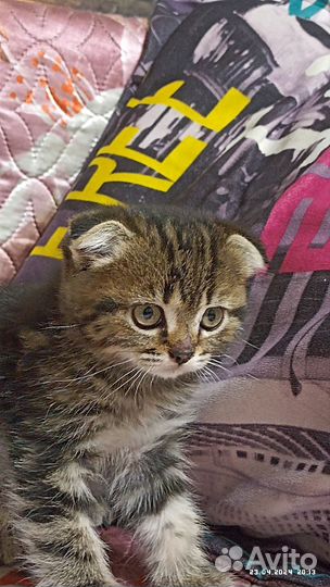 Отдам котят в добрые руки