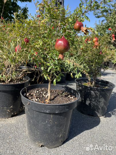 Карликовый гранат