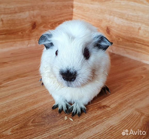 Морская свинка. Девочка