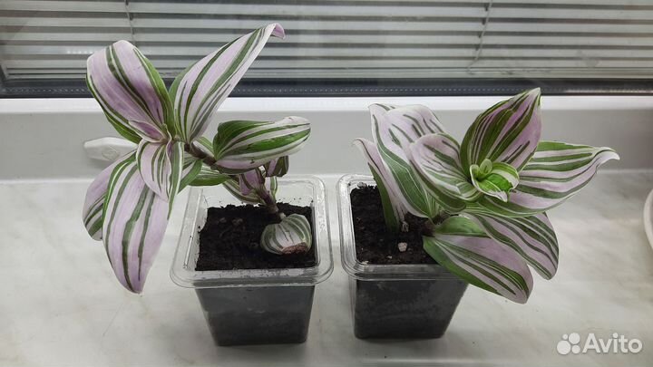 Традесканция розовая Пинк Хилл