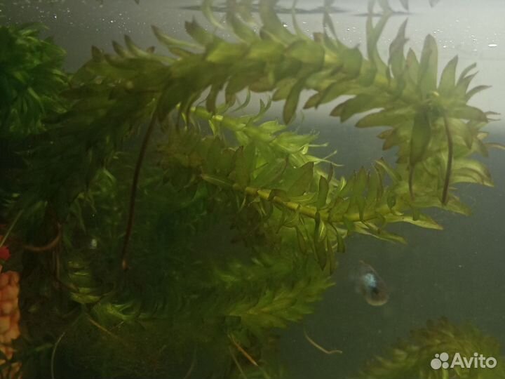 Аквариумные рыбки