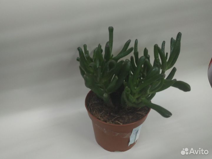 Суккулент микс