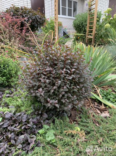 Пузыреплодник карликовый Литл Джокер