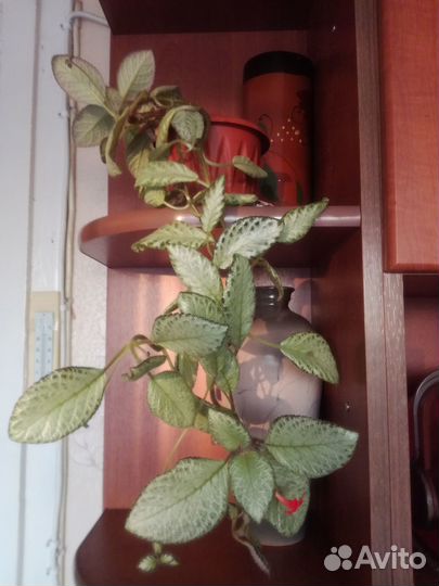 Эписция - комнатный цветок