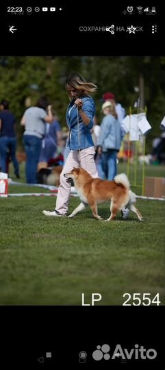 Продаётся щенок Сиба-Ину