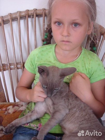 Кудрявые хулиганки