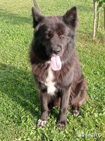 Черная немецкая овчарка длинношерстная метис