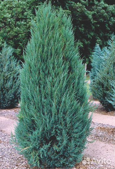 Можжевельник скальный Скайрокет