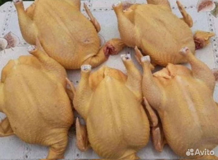 Куры домашние