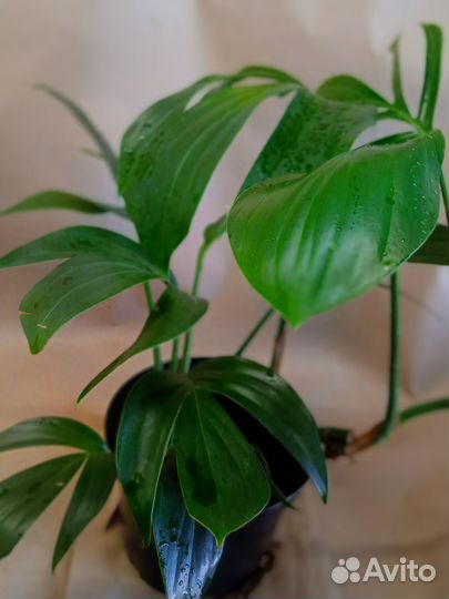 Эпипремнум Dragon tail