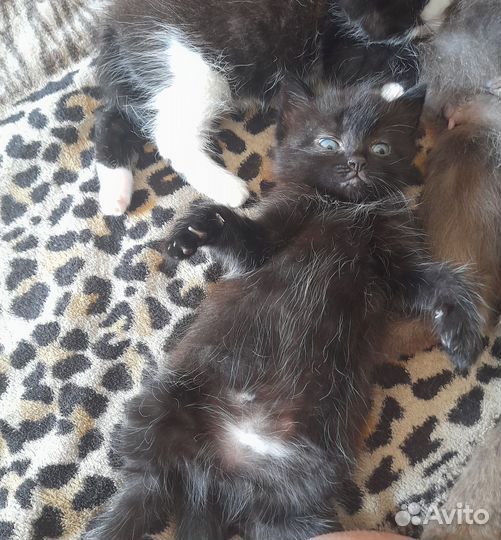 Кошка в дар