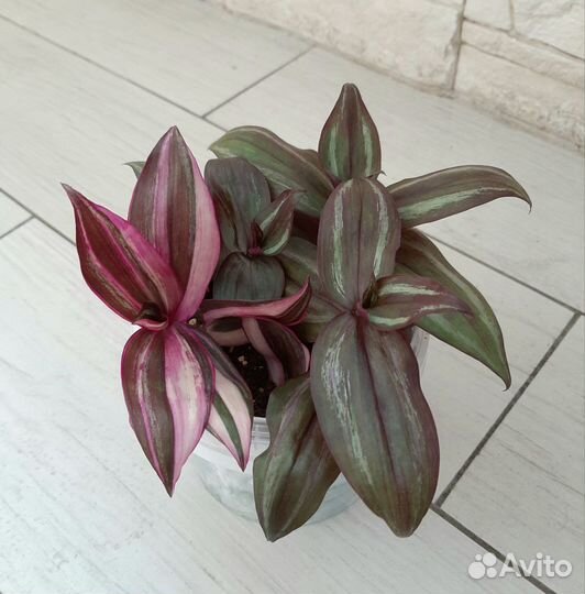 Традесканция кустовая нанук, пинк хилл, тайская