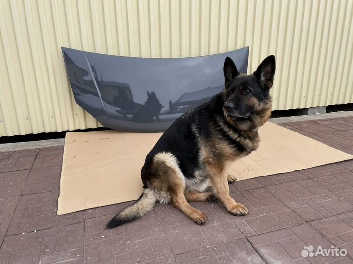 Капот на Газель Next под завод цвет Шторм Грей