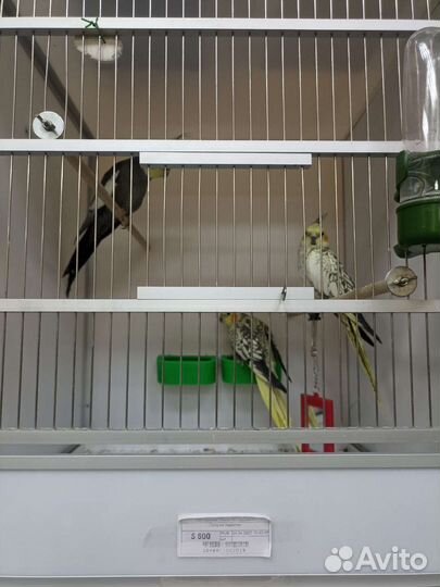 Попугай корелла