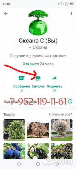 Айва Янтарная крупноплодная саженцы