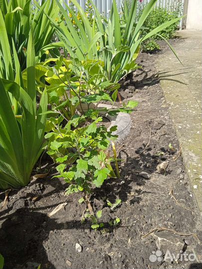 Корейская хризантема