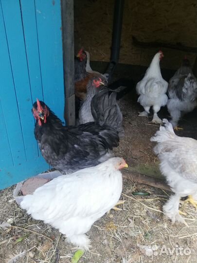 Петух породы Брама