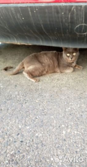 Молодой ласковый котя Сеня-Арсений/прибился к дому