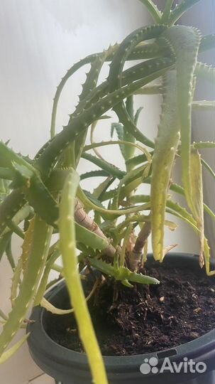 Алоэ лечебное трехлетнее