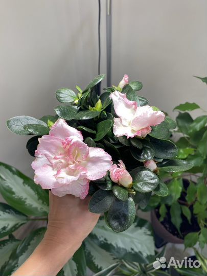 Комнатные растения