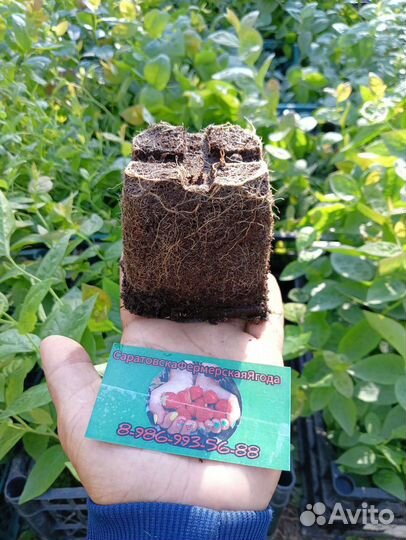 Саженцы Голубики