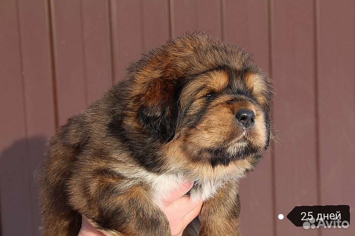 Тибетский мастиф щенки