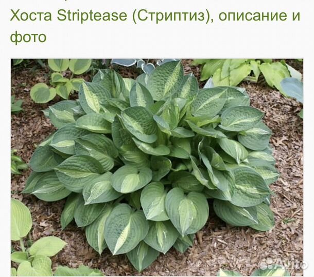 Хоста Стриптиз