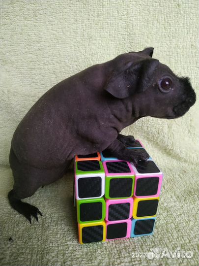 Морская свинка Скинни. Девочка