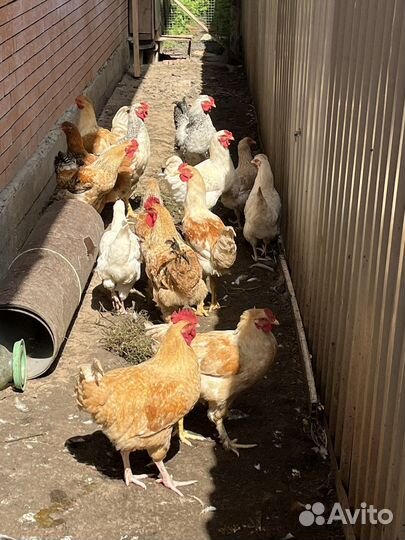 Куры молодки