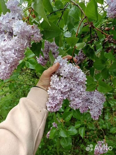 Сирень отростки