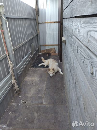 Отдам в добрые руки хаски
