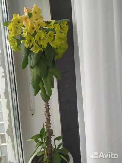 Домашний цветок Молочный миля