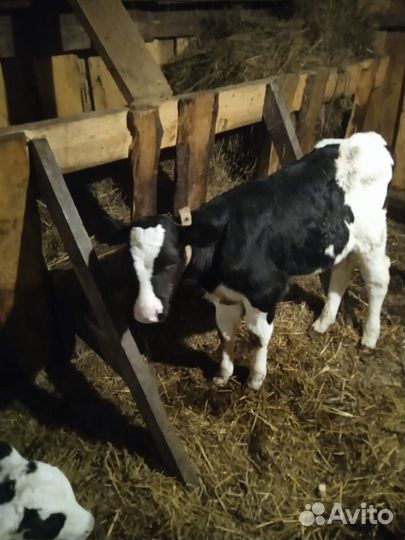 Бычки и быки