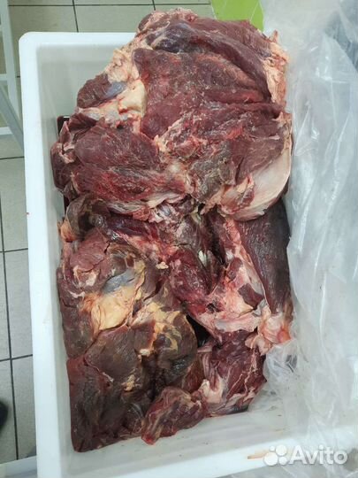 Мясо конина