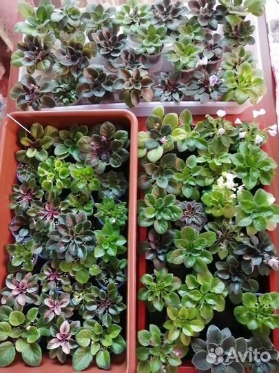 Сортовые фиалки мини