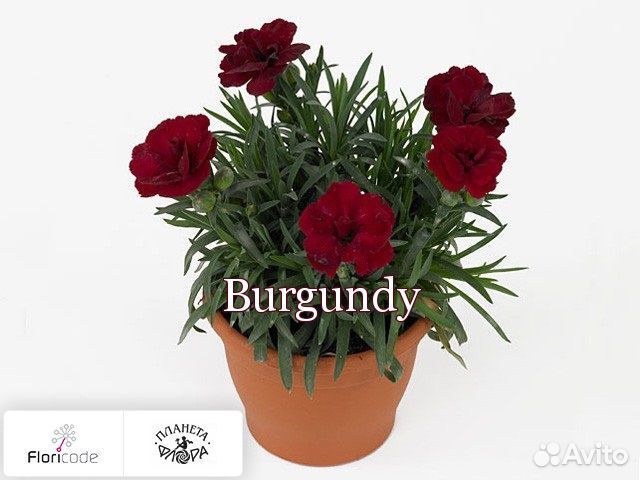 Гвоздика ампельная и садовая