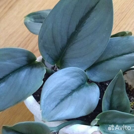 Сциндапсус Мунлайт и другие сорта