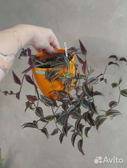 Комнатные цветы