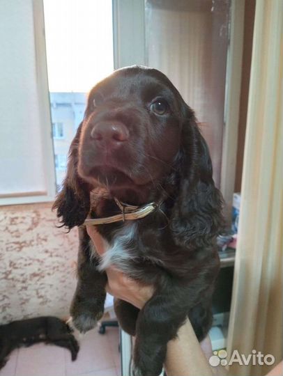 Щенки русского охотничего спаниеля