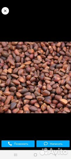 Кедровые плоды Продам