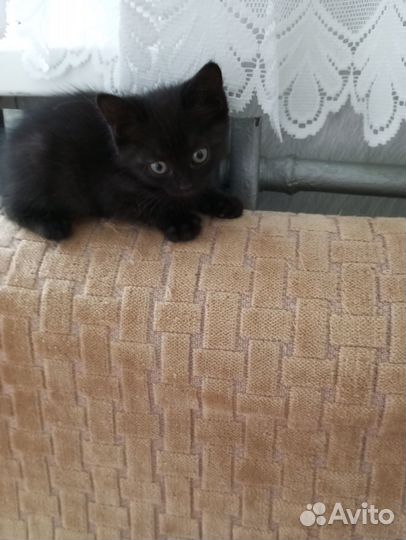 В добрые ручки