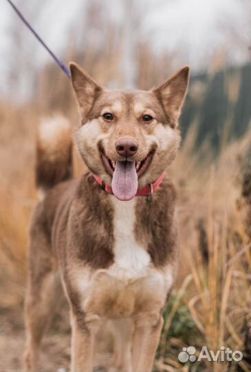 Метис лайки Агата