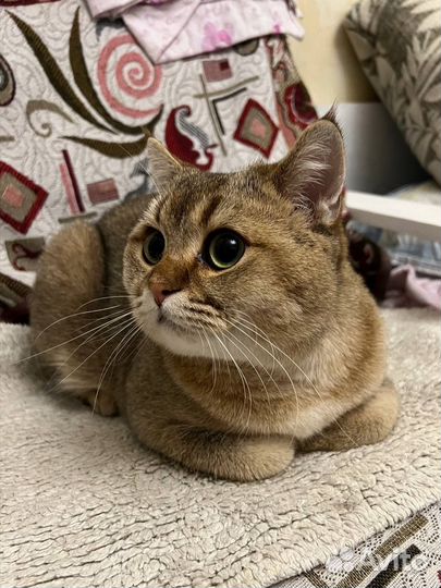 Передержка кошек и собак на время отпуска