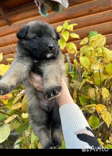 Овчаристые малыши