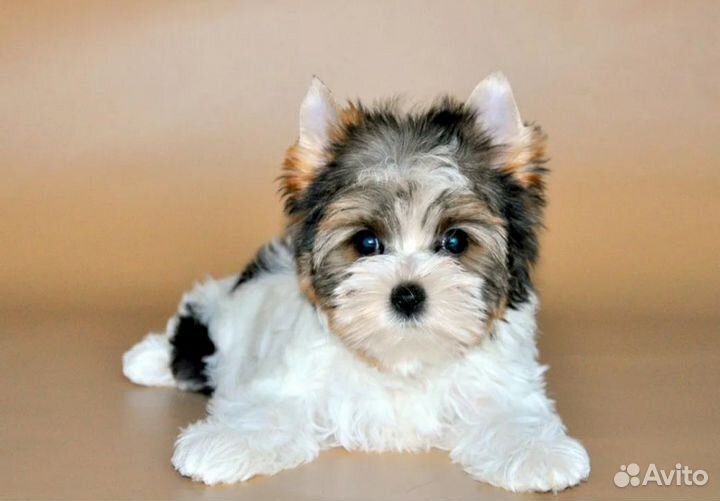 Щенки бивер йорка девочки и мальчик