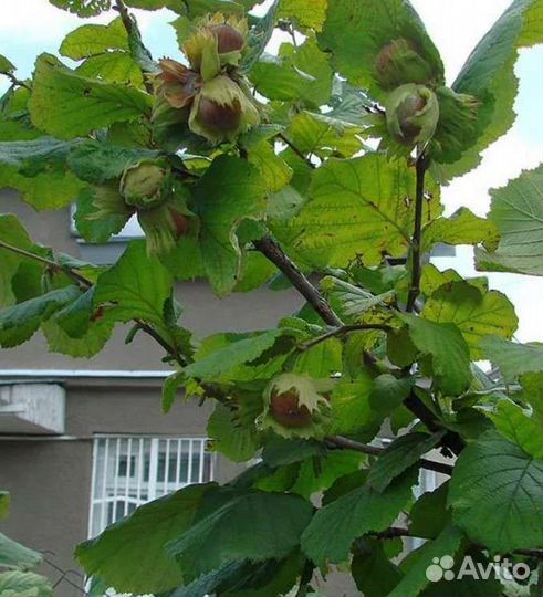 Саженцы фундука