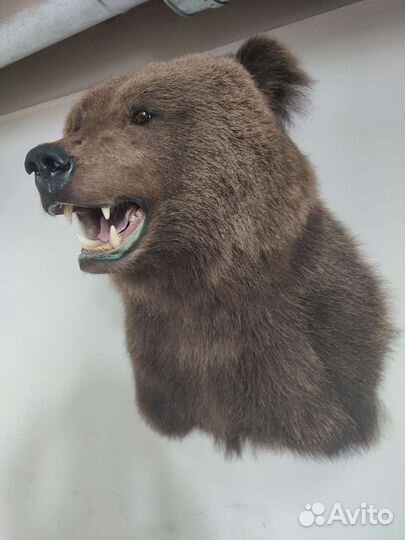 Таксидермия. Выделка шкур