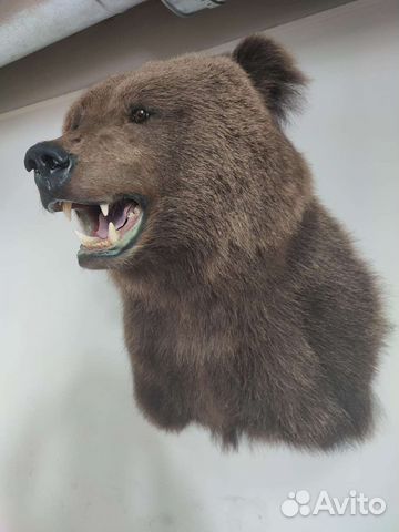 Таксидермия. Выделка шкур