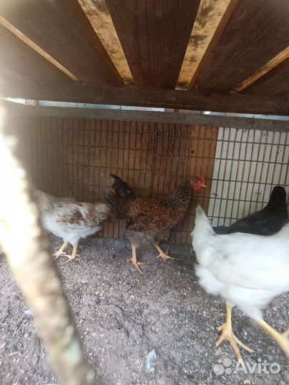 Петушки,курочки,циплята
